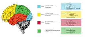 Brain-map-&-neurotransmitters